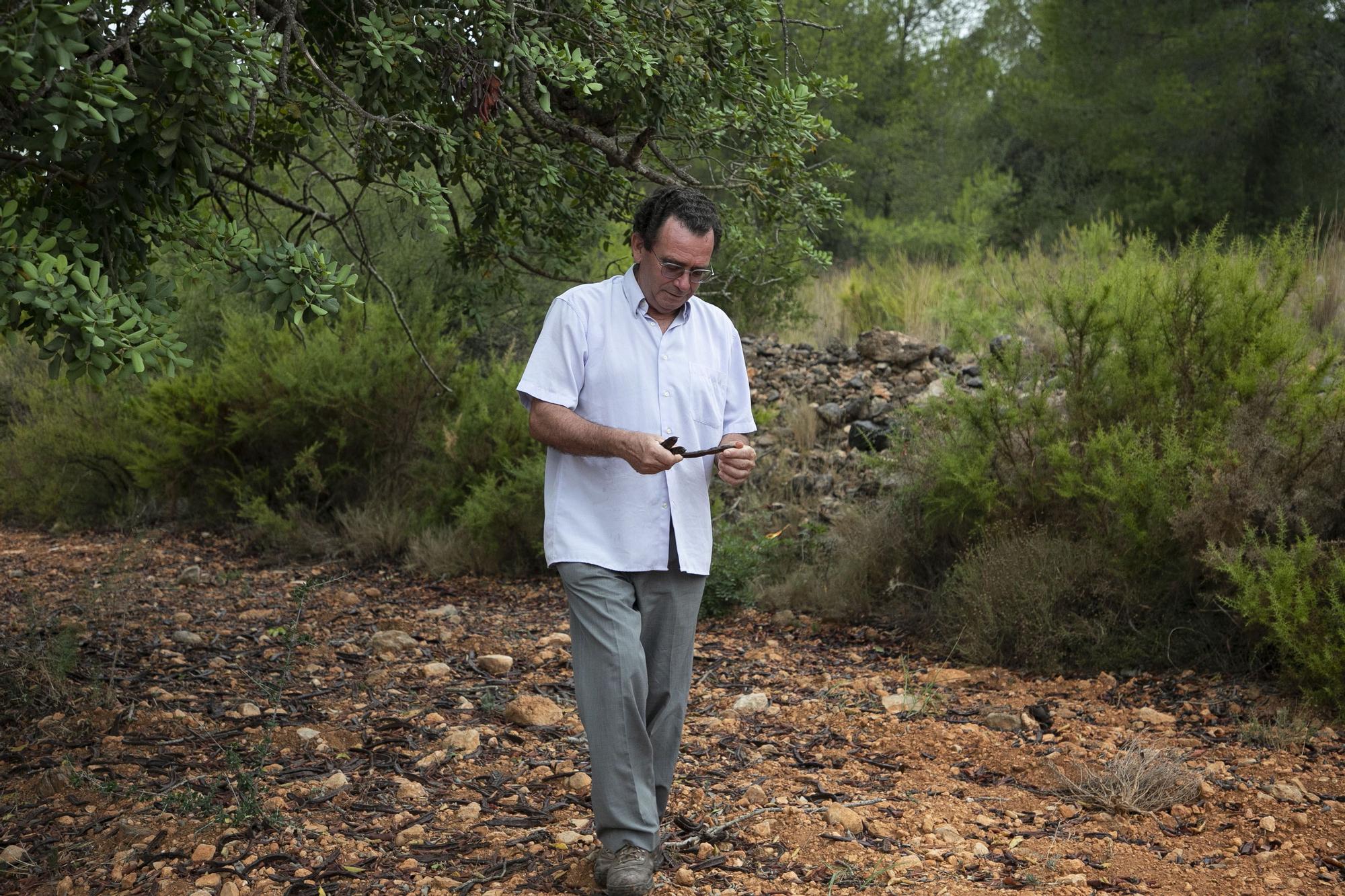 Eduardo Celda, agricultor propietario de algarrobos