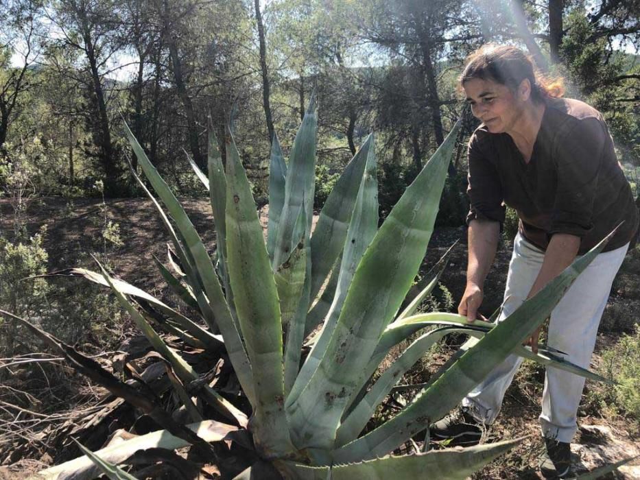 El picudo negro es un pariente del picudo rojo que ya ha causado estragos en Almería.