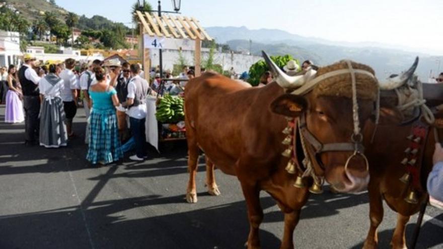 Romería de San Roque 2014 en Firgas