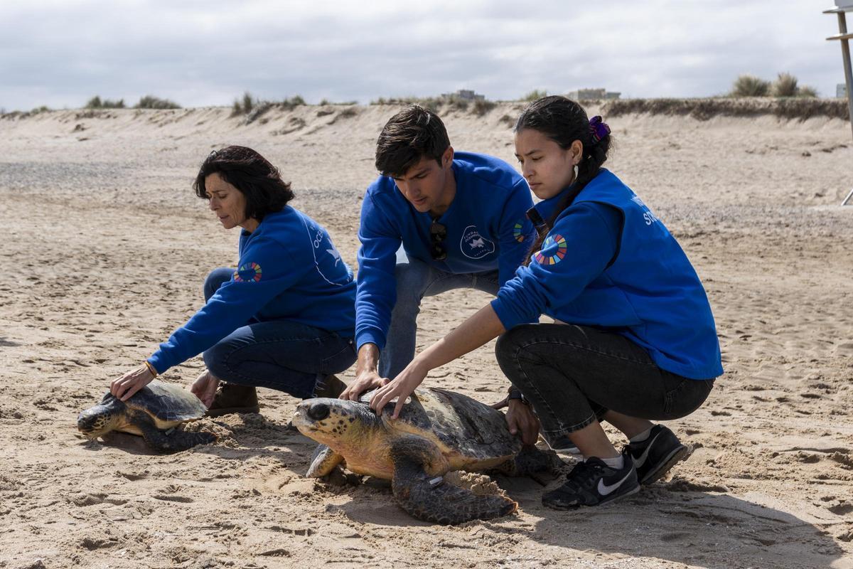 Suelta de dos tortugas marinas recuperadas en el Oceanogràfic de València.