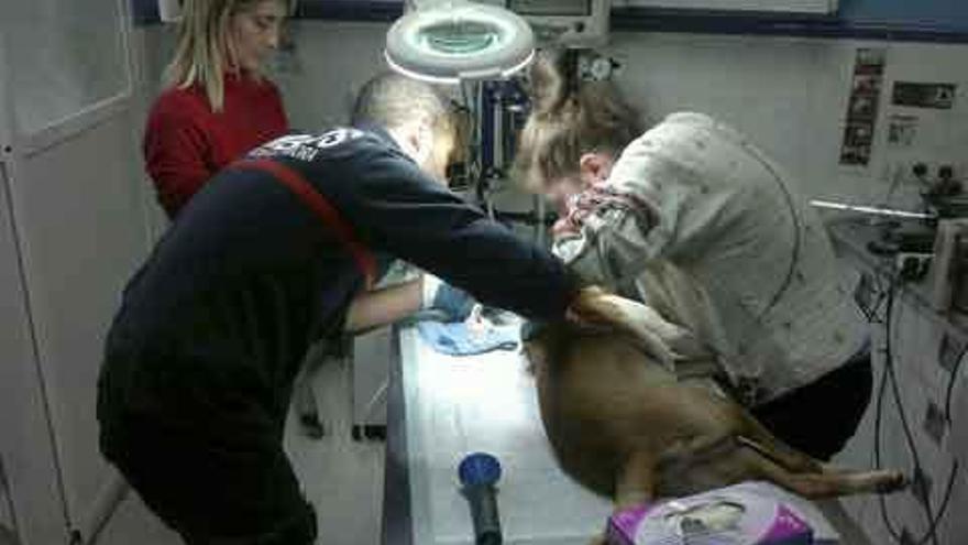 Bombero y veterinaria en plena operación, bajo la atenta mirada de la vicepresidenta de la Protectora.