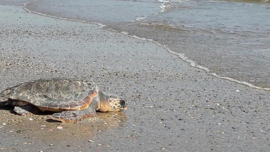 Una de las tortugas liberadas.