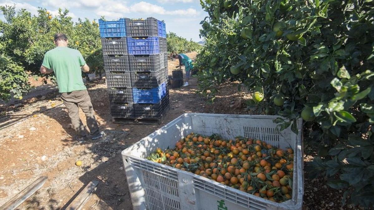 Recolecta de mandarinas en Santa Bàrbara en el Montsià.