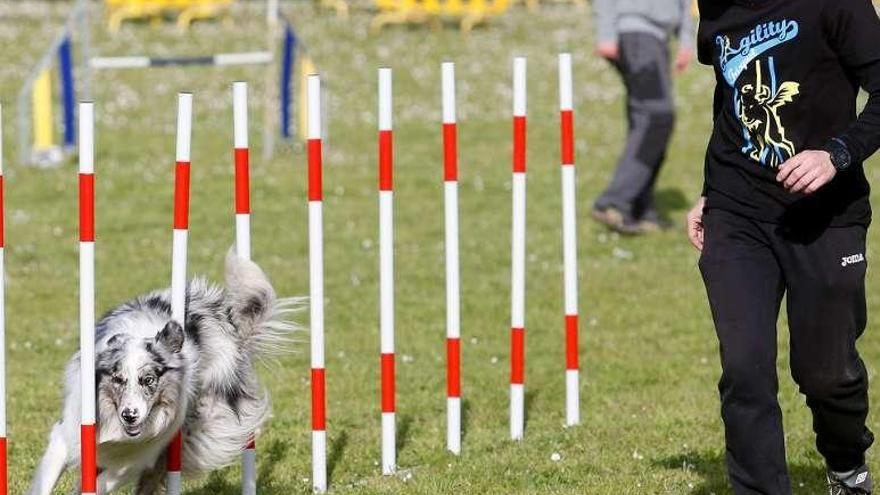 Los mejores perros se exhiben en el pabellón de La Magdalena