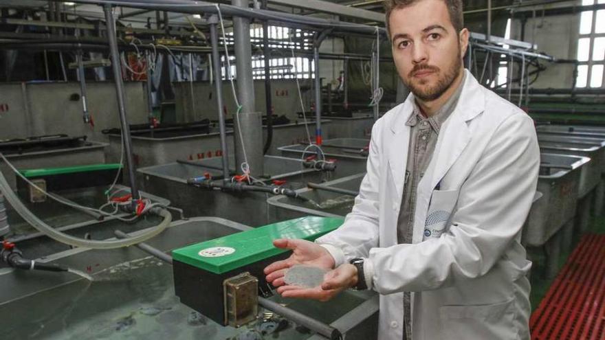 Jorge Hernández sostiene una cría de rodaballo en la planta de cultivo del IEO de Vigo.