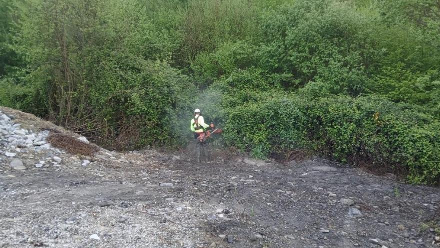 La Confederación Hidrográfica combate la maleza del arroyo turonés de Espinos