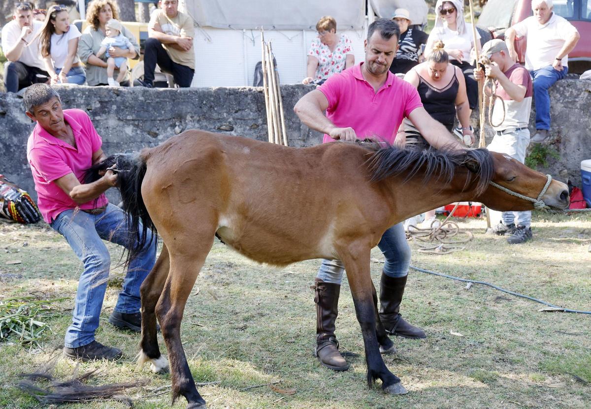 El curro de Mougás reúne a 550 caballos
