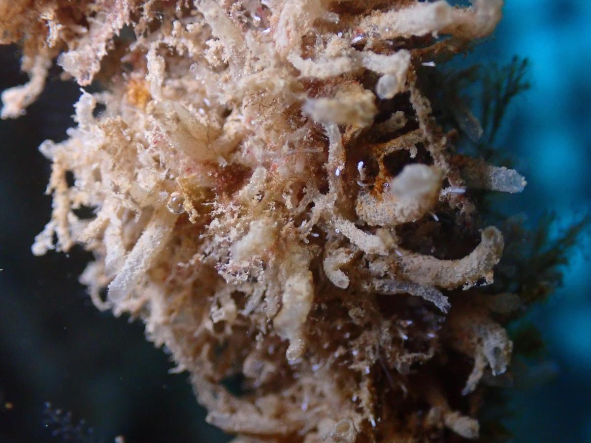 Leucosolenia es una de las especies encontradas.