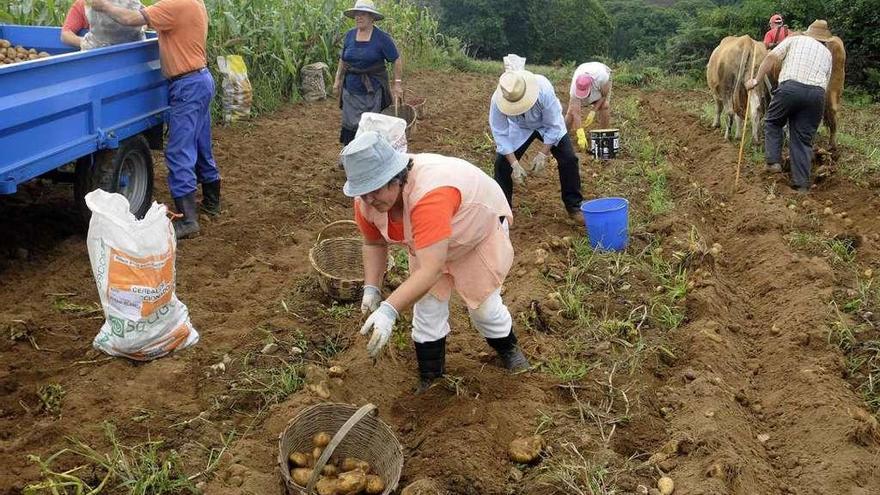 Recogida de la patata en una plantación no afectada por la polilla guatemalteca.