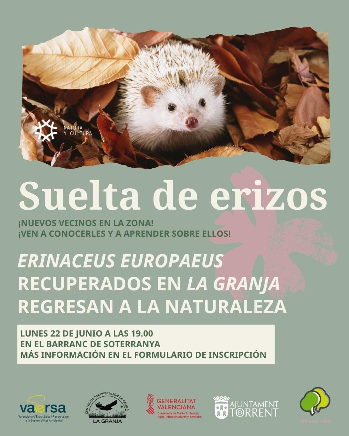 Torrent acoge una nueva suelta de erizos recuperados para favorecer la conservación de la fauna autóctona.