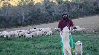 Un pastor compra su propio rebaño para mantener viva la trashumancia en el Pla de l'Estany