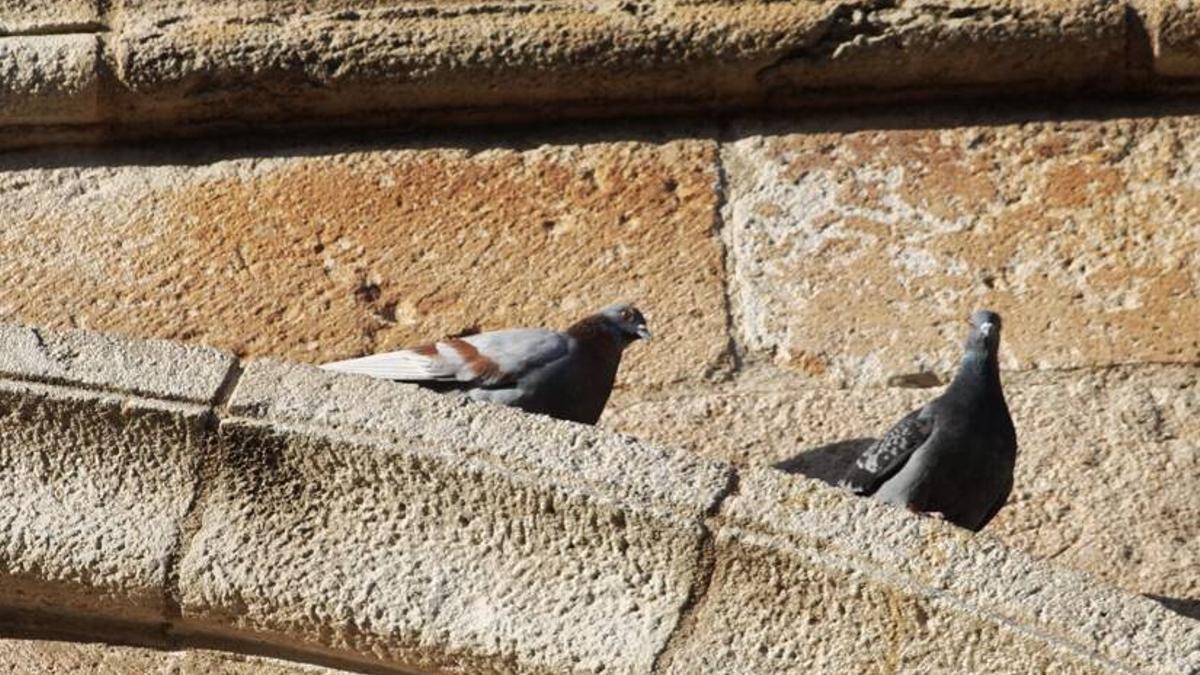 Palomas en una iglesia de la capital.