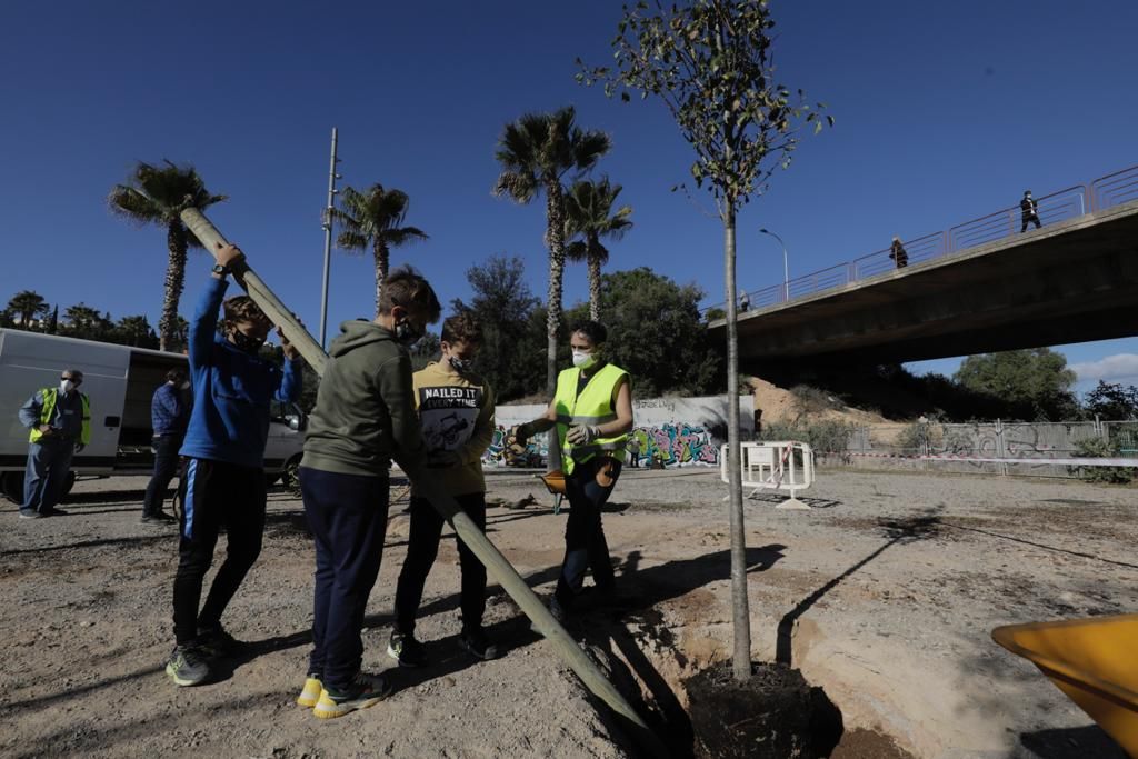 Siembra de árboles en el parque de sa Riera de Palma