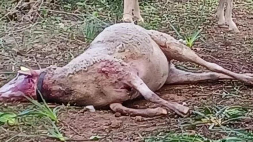 Streunende Hunde töten drei Schafe auf Mallorca