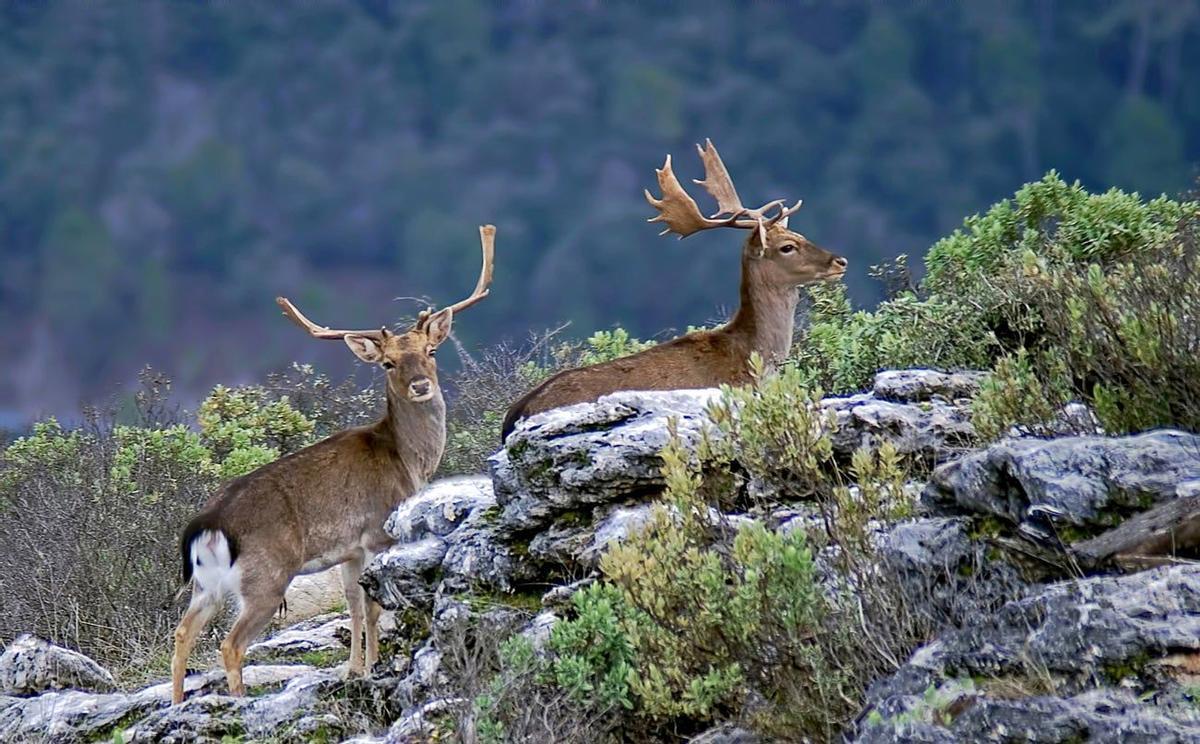 Animales en su hábitat natural