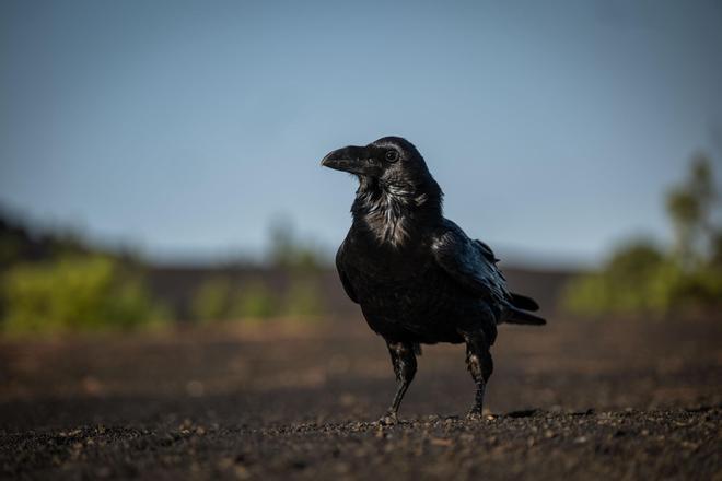 Visita al cono volcánico del Tajogaite