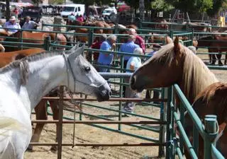 La feria de caballos más grande de Zamora y su centenar de crines