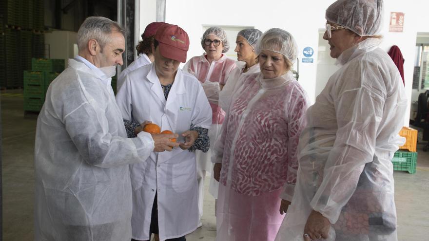 Las trabajadoras agrícolas consolidan su labor en la Costera, la Vall y la Canal