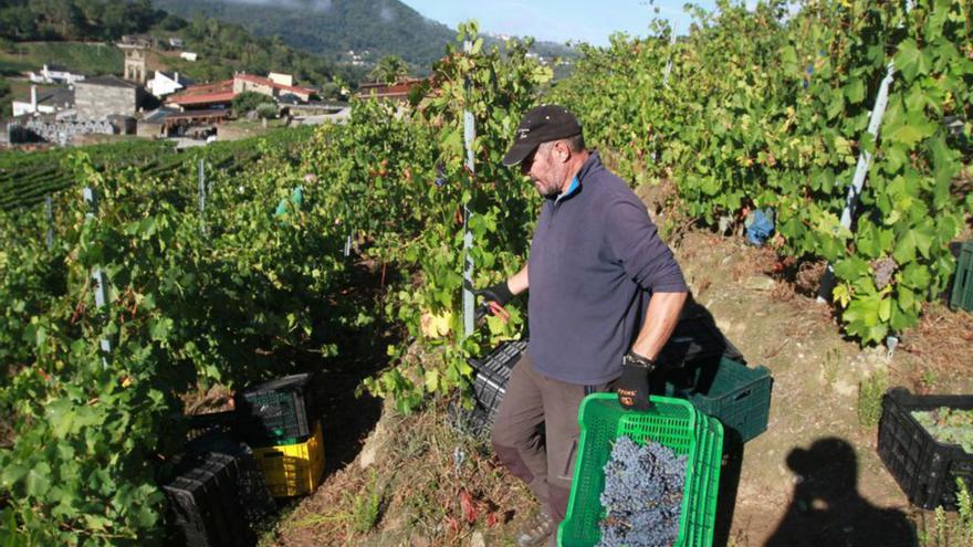 La DO Ribeira Sacra cosecha más de 5 millones de kilos de uva