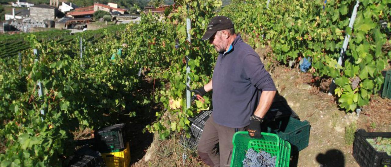 Trabajos de vendimia en la bodega Cachín, en la Ribeira Sacra. |  // I. OSORIO