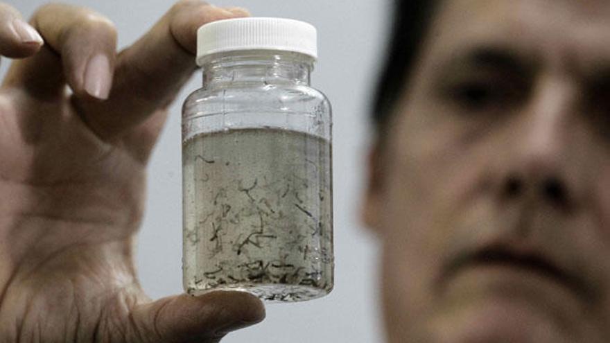 Larvas del mosquito Aedes Aegypti, transmisor del Zika.