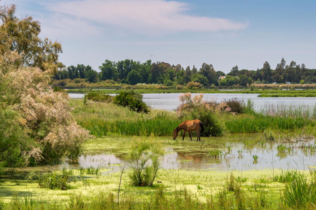 Parque de Doñana, a las puertas de Sanlúcar de Barrameda