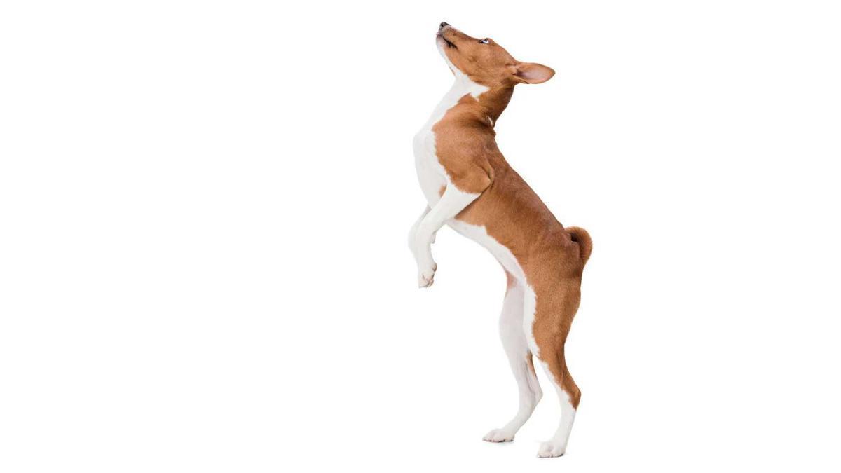 Un exemplar de la raça de gos basenji