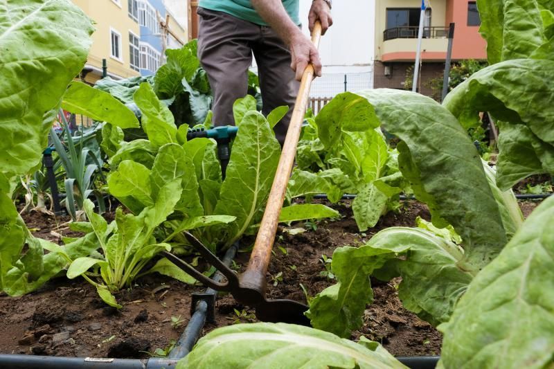 Reabren los huertos urbanos de la ciudad