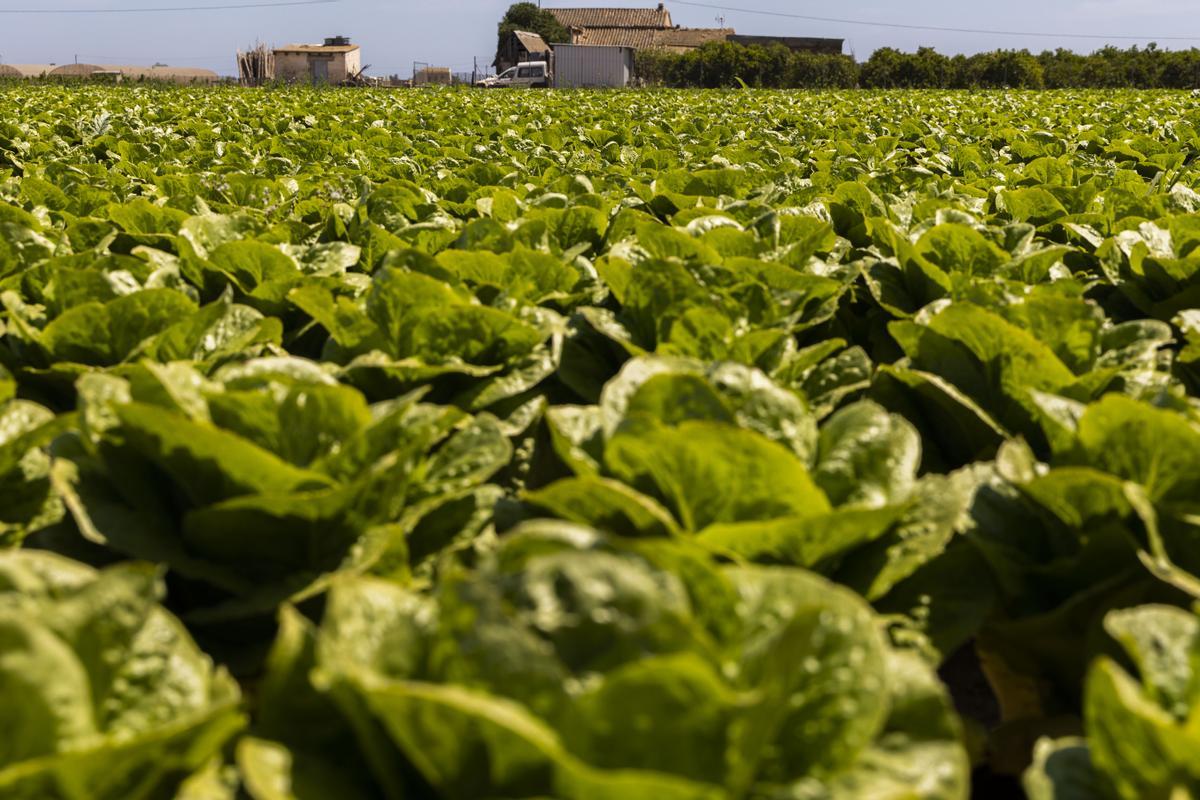 Campo de coles en un campo de l'Horta Nord.