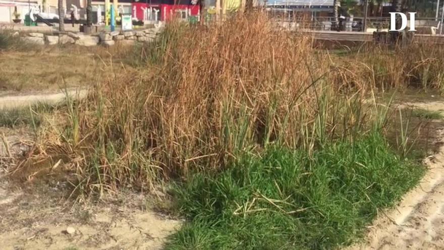 Un oasis en medio de la playa de s&#039;Arenal