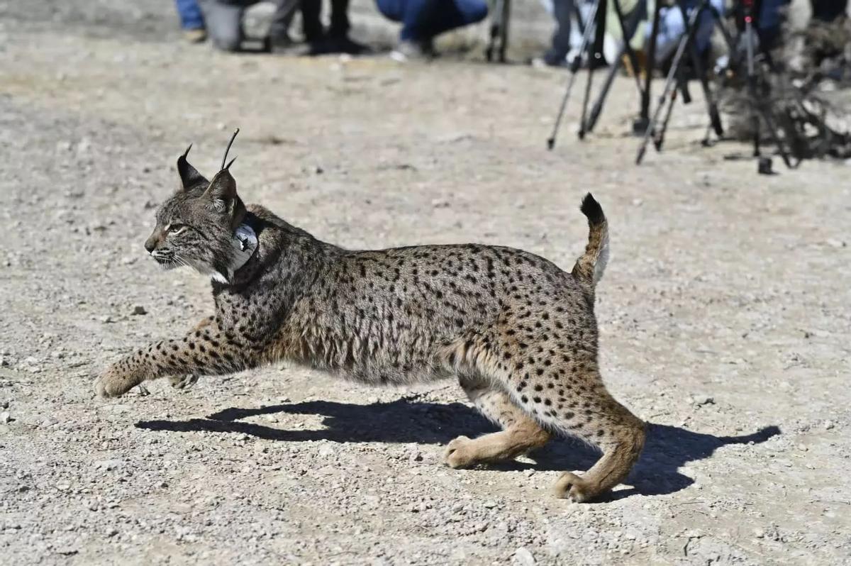 Uno de los linces liberados