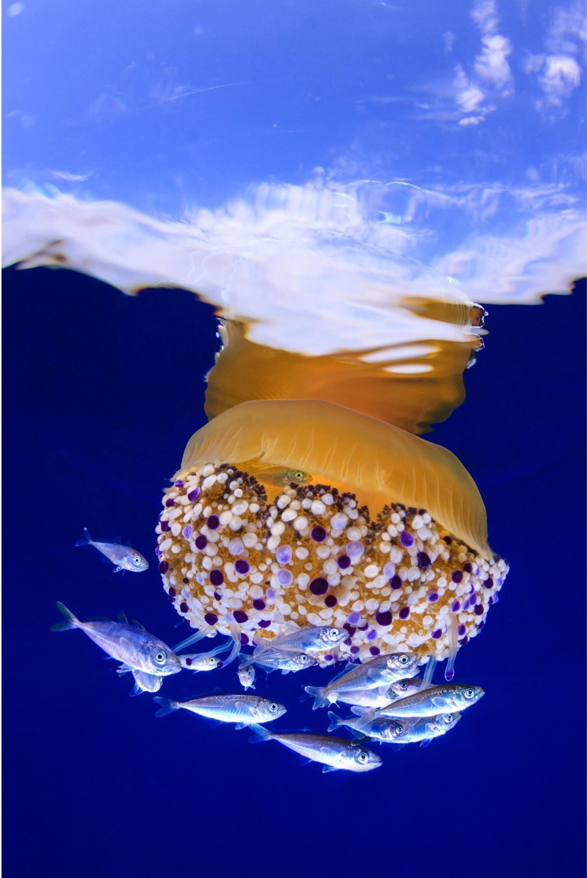 ‘Buscant protecció en alta mar’, de David Marfil Raurell, premi ‘OceanBio’.