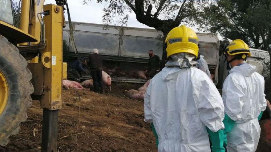 Un camió carregat de porcs bolca en un camí de Masarac i en moren 113