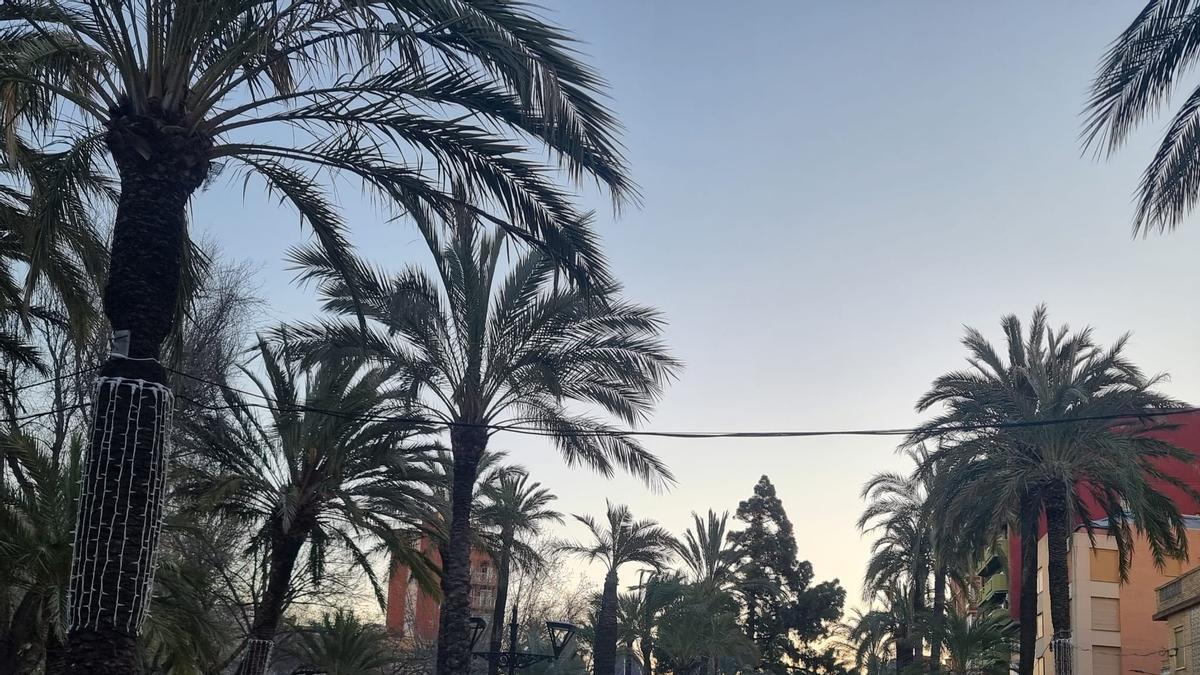 Palmeral del Parc de l'Estació de Silla.