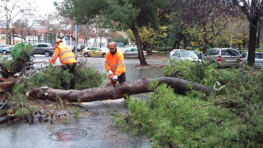 El temporal se ceba con las playas del sur y el viejo cauce con 144 árboles caídos