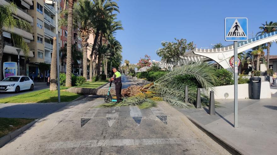 El desplome de una palmera hiere a una joven que iba en patinete en Torrevieja