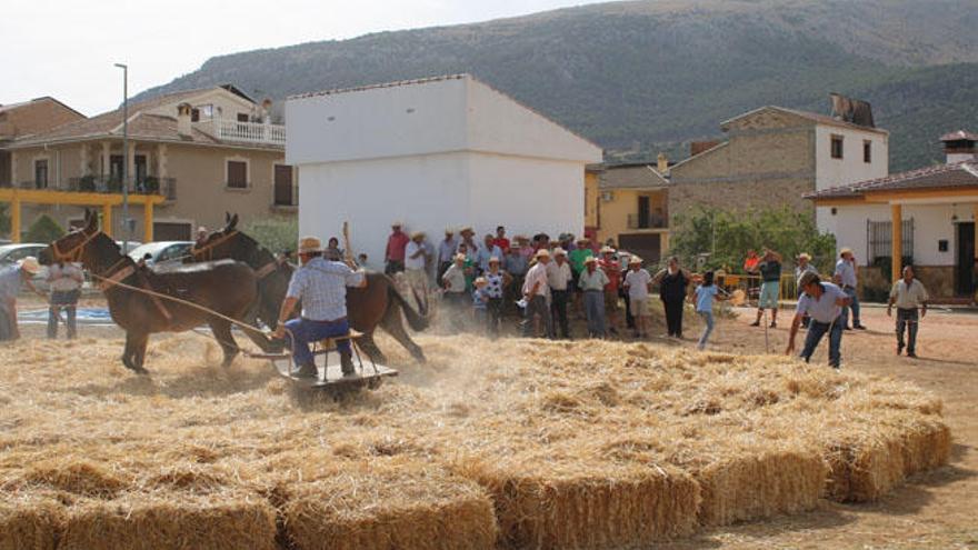 Un momento del concurso de trilla celebrado ayer en la localidad, inmersa estos días en sus fiestas locales.