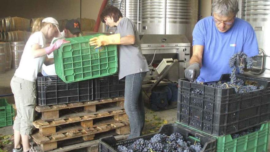 Trabajadores de una bodega realizan una selección de los racimos tras su recogida en cajas.