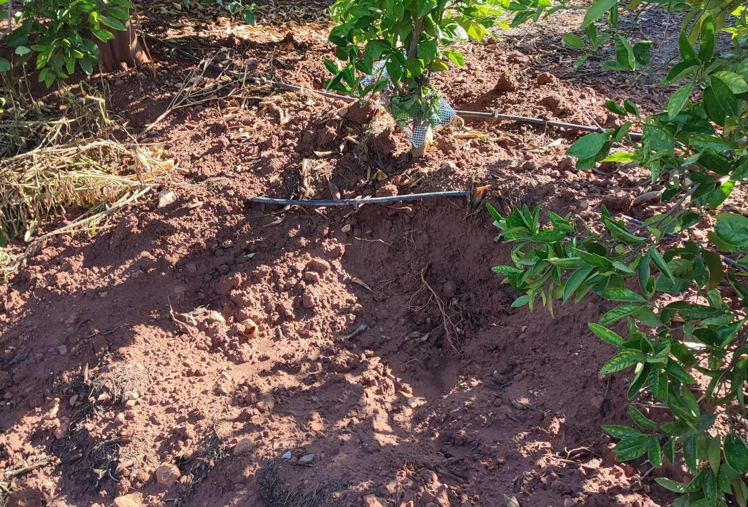 Tierra revuelta por jabalíes