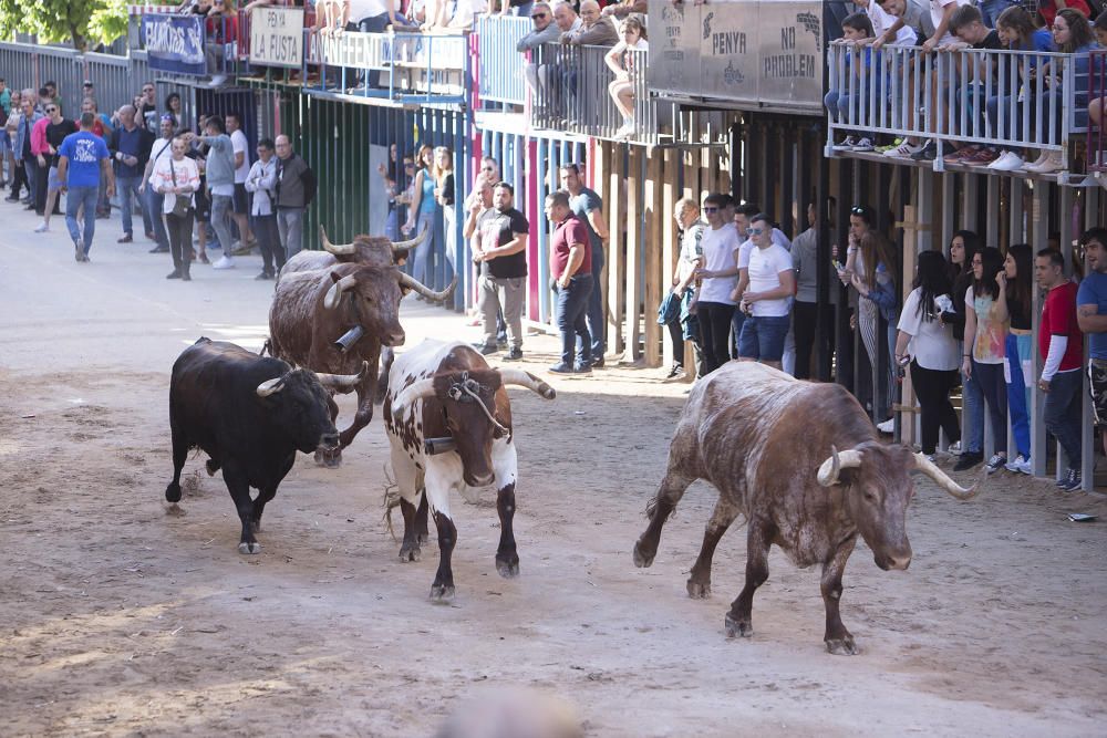 Sant Pasqual 2018.