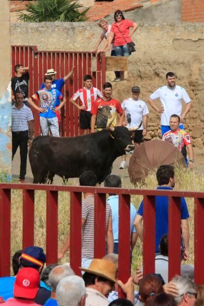 Toros bravos en Vadillo de la Guareña