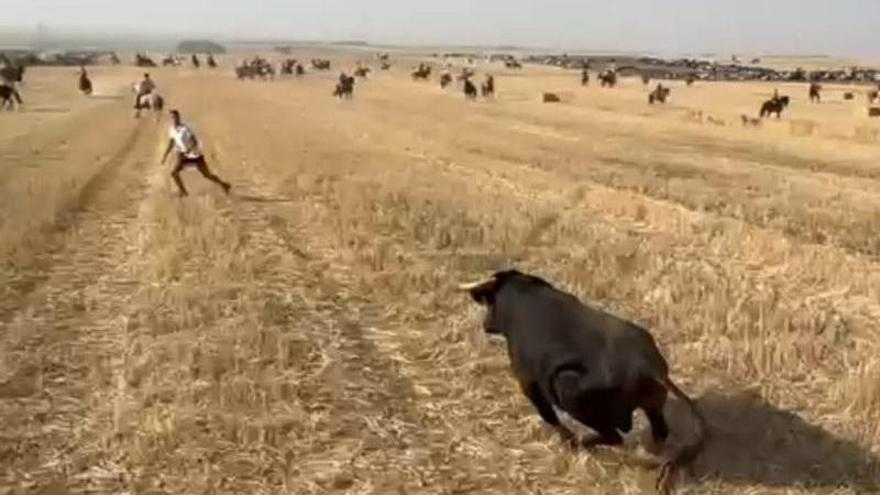 Cultura, tradición taurina y peñas en las fiestas de Villafáfila