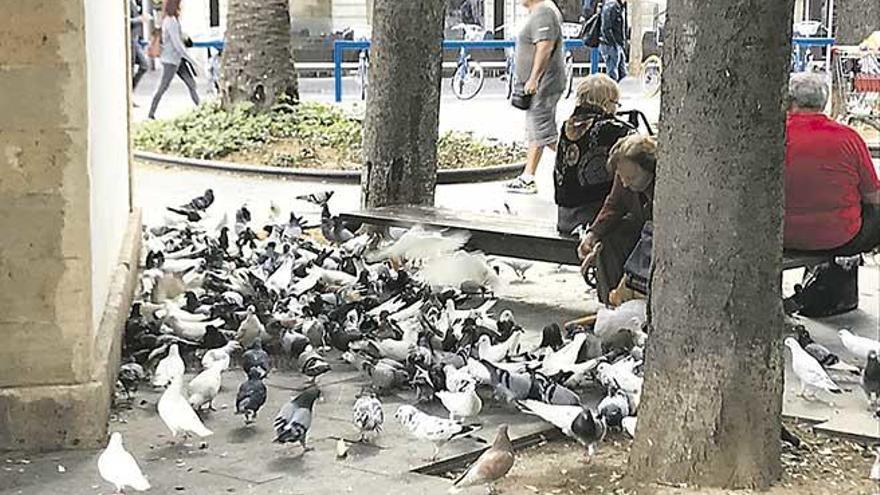 Ejemplares adultos junto al antiguo palomar de la plaza de España.