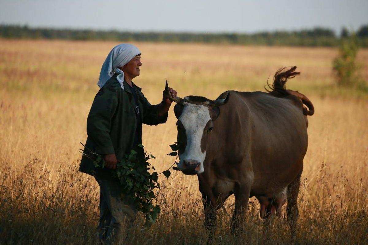 Una mujer pastoreando una vaca