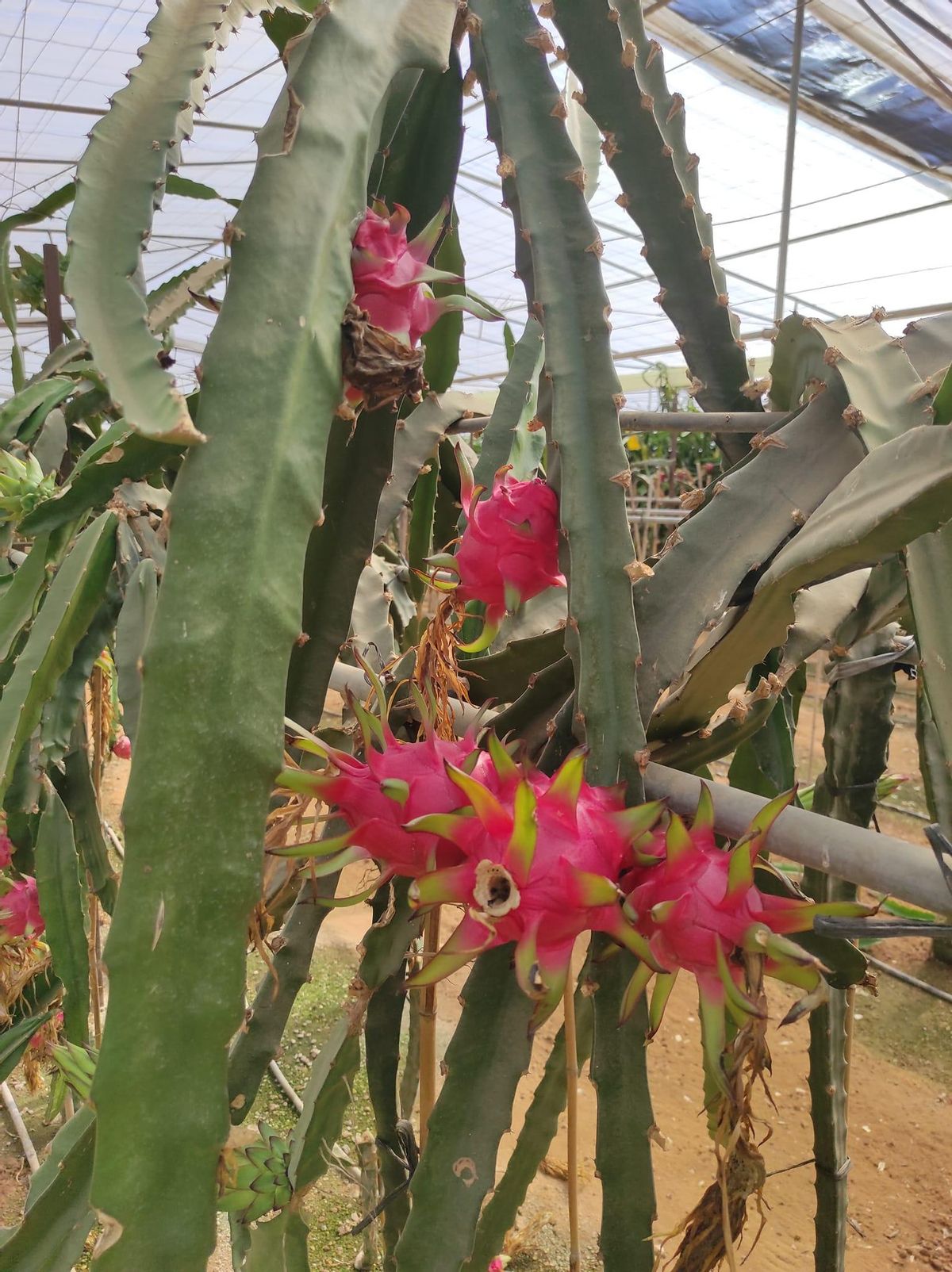 Cultivo de pitaya de la empresa Pitayate en Almayate.