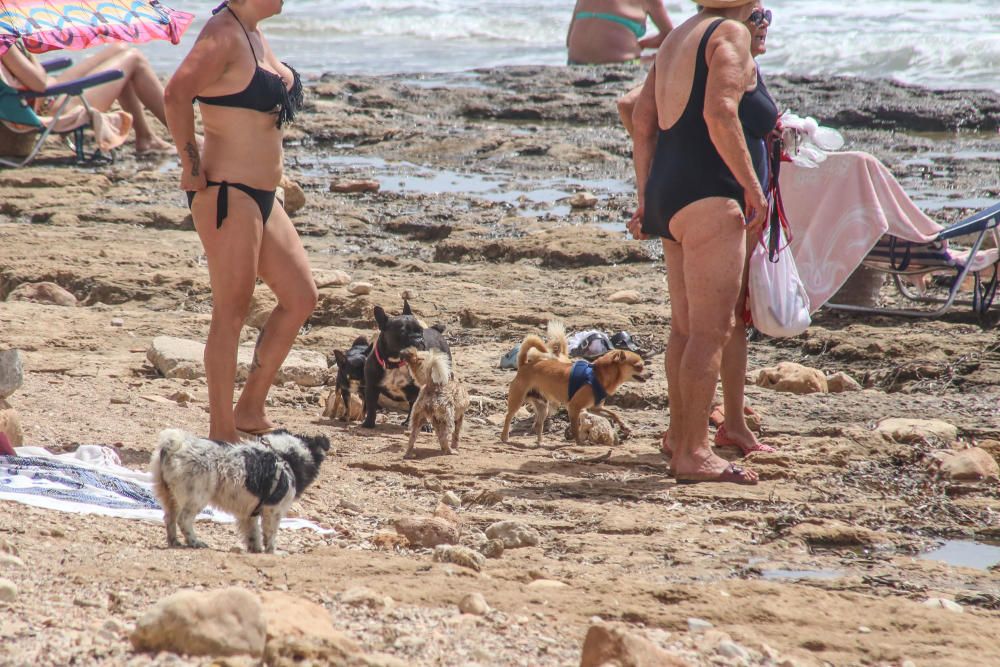 Vecinos de Punta Margalla en Torrevieja, en contra