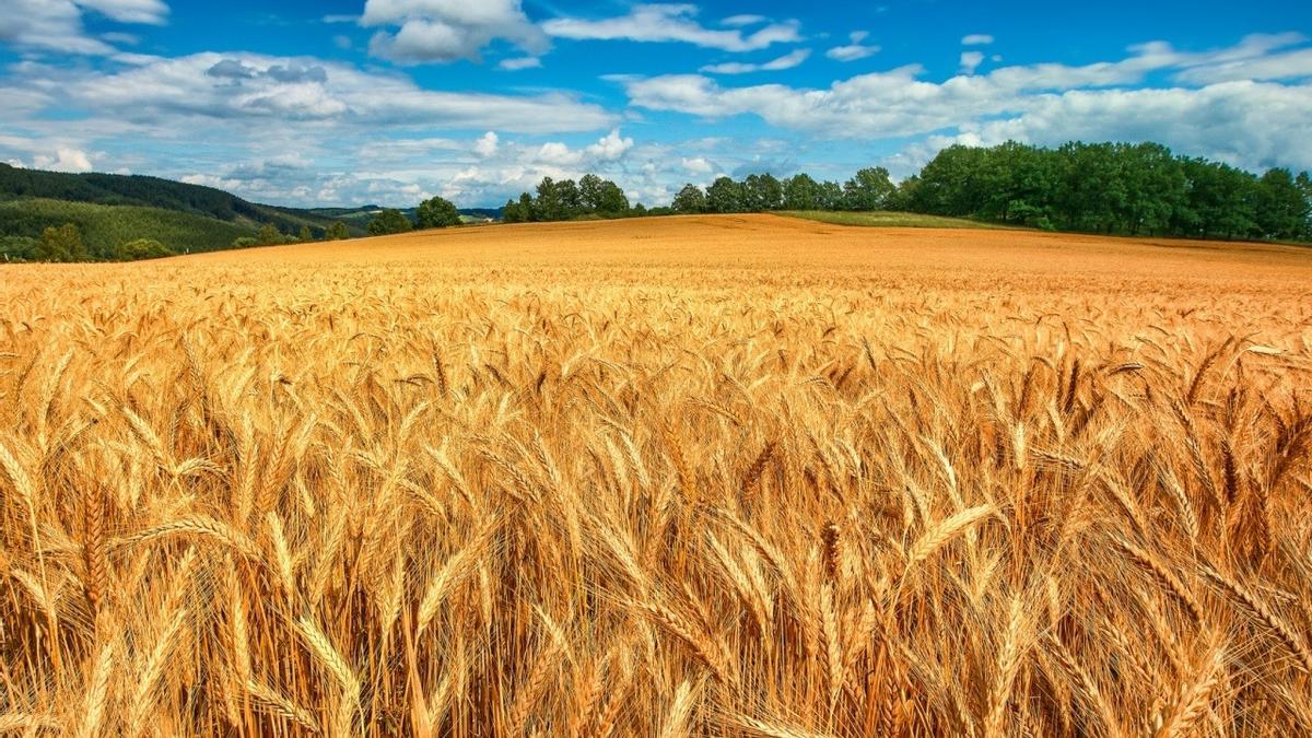 Un campo de cultivo de trigo ubicado en la localidad de Almudévar