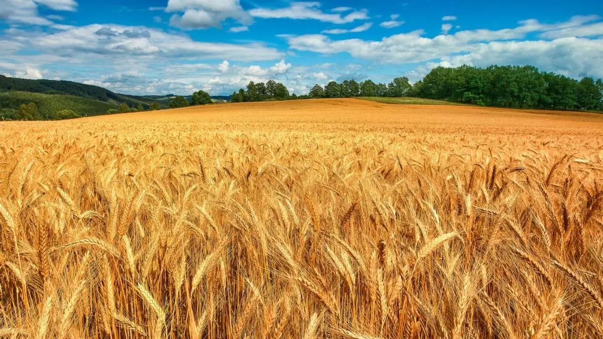 Aragón cerrará la campaña del cereal con una caída del 15%