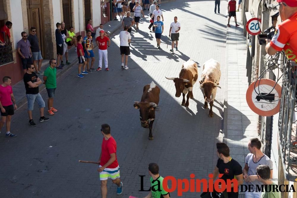 Suelta de toros en Moratalla