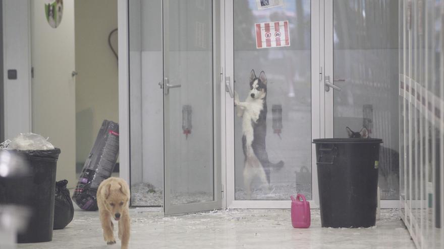 Así es la tienda de mascotas de los &#039;horrores&#039;